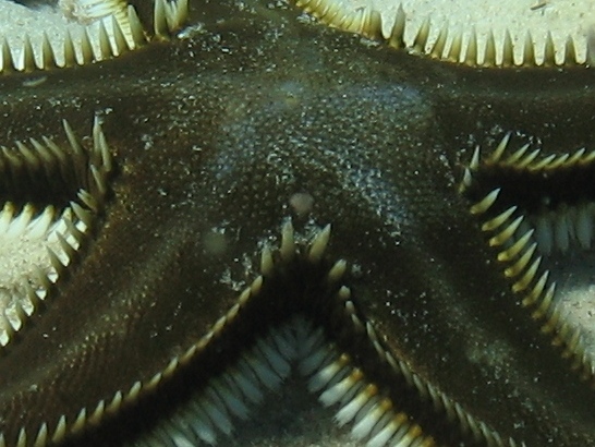 Astropecten bispinosus e Astropecten platyacanthus